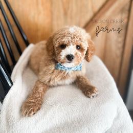 Clover - Apricot male Maltipoo puppy in Huntsville, Texas from Nelson Creek Farms