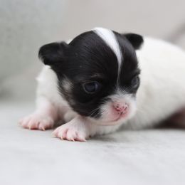 Priscilla - Black and white female Chihuahua puppy in Tulsa, Oklahoma from H-3 Chihuahuas