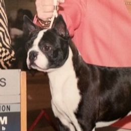 Boogie - Boston Terrier