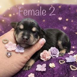 Jade - Black and silver female Miniature Schnauzer puppy in Houston, Texas from Haughton Farm