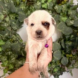Ms. (AKC) - Red mottled female Australian Cattle Dog puppy in Sahuarita, Arizona from A2 Australian Cattle Dogs