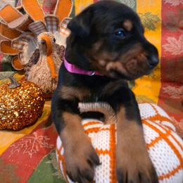 Pink - Black and rust female Doberman Pinscher puppy in Anderson, Indiana from Legendary Kennels