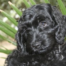 Australian Labradoodle Puppies from Leslie Kalwara