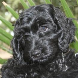 Australian Labradoodle Puppies from Leslie Kalwara