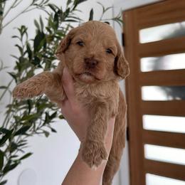 Hazel - Apricot female Goldendoodle puppy in Los Angeles, California from Canary Pawlm Doodles