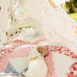 Poodle Puppies from Setting the Standard Poodles