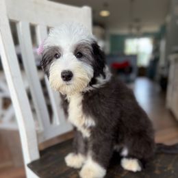 Lucky - Black and white female Sheepadoodle puppy in Marion, Ohio from Doodles & Doxies