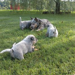 Australian Cattle Dog Puppies from Cindy McKinney's Australian Cattle Dogs