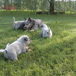 Australian Cattle Dog Puppies from Cindy McKinney's Australian Cattle Dogs