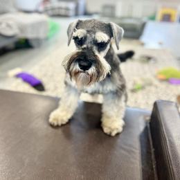 Ollie - Miniature Schnauzer