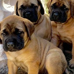 Mastiffs from Rahas Mastiffs