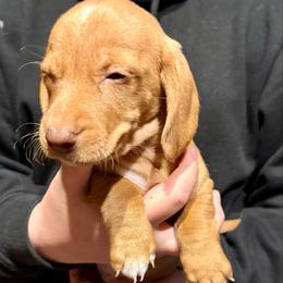 Boy 2 - Red male Dachshund puppy in Sunman, Indiana from Whitney’s Weiners