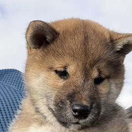 Shiba Inu Puppies from Hillsdale Shiba Inu