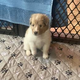 Wilma (Female 1) - White and sable merle female Shetland Sheepdog puppy in Chambersburg, Pennsylvania from Clark Kennel Shelties