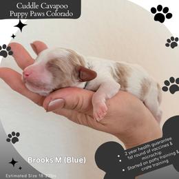 Brooks - Blenheim male Cavapoo puppy in Fort Lupton, Colorado from Puppy Paws Colorado