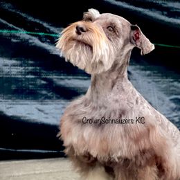 ZZ - Miniature Schnauzer
