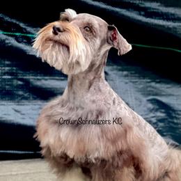 ZZ - Miniature Schnauzer