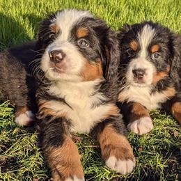 Bernese Mountain Dogs from Black Forest Bernese