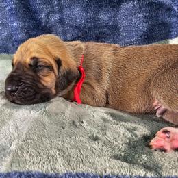 Quest - Fawn male Great Dane puppy in Lebanon, Virginia from North Cedar Danes