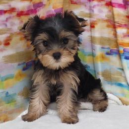 Thelma - Blue and gold female Yorkshire Terrier puppy in Monticello, Iowa from Ashley’s Puppies