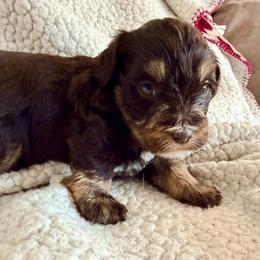Luke - Liver male Miniature Schnauzer puppy in Warrenton, Oregon from Larsen’s Adorable Pups