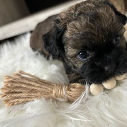 Ace - Shih Tzu puppy from Riley Family Kennel