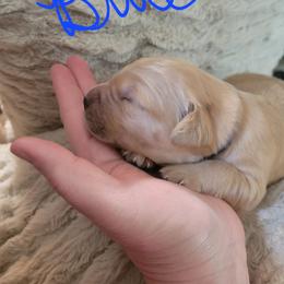 Blue collar - Golden male Golden Retriever puppy in Brush Prairie, Washington from Paradise Peaks