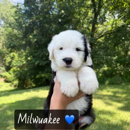 MILWAUKEE - Gray and white male Old English Sheepdog puppy in Syracuse, Indiana from Ridgeruns OES