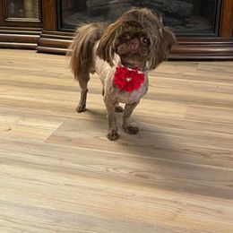 Chocolate - Shih Tzu