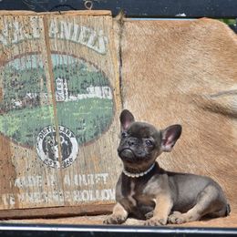 Female 1 - Tricolors female French Bulldog puppy in Lewisburg, Tennessee from Boujie Bullies & Frenchie’s