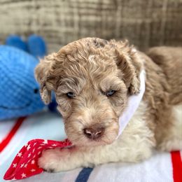 Skipper - Merle male Goldendoodle puppy in Mc Kinney, Texas from Flair Doodles