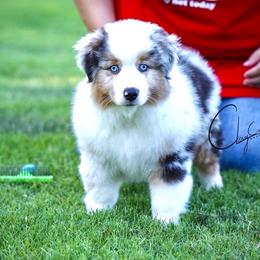 Coats - Blue merle male Miniature Australian Shepherd puppy in Prague, Oklahoma from Clay Creek Aussies