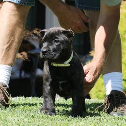 White Collar - Tiger female Perro de Presa Canario puppy in Pocahontas, Illinois from Cabeza Grande Kennel