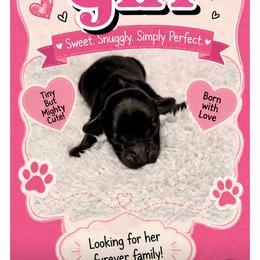 Doxiepoo Girl 1 - Black female Dachshund puppy in Michigan from Amberly's Dachshunds