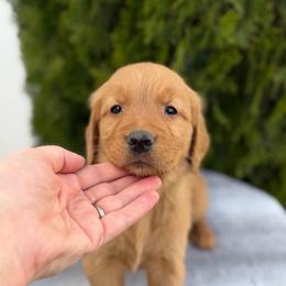 Green Boy - Dark golden male Golden Retriever puppy in Utah from Deseret Peak Goldens