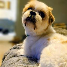Sunny - Lhasa Apso