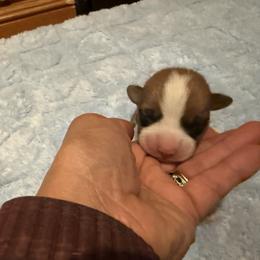 Melanie's puppy - White and red male Pembroke Welsh Corgi puppy in Ohio from Canal Corgis