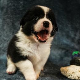 Beans - Black and white female American Corgi puppy in Los Angeles, California from Cal Beach Corgis