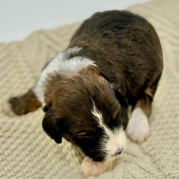 Bingo - Brown and white male Aussiedoodle puppy in Eastman, Georgia from Dood B Ranch