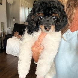 Leia - Black female Poodle puppy in Sperry, Oklahoma from PuppyLove Poodles