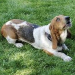 Basset Hounds from Carters Hound Dog Ranch