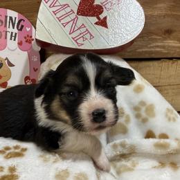Farrah - Fluffy - Black and tan female Pembroke Welsh Corgi puppy in Stillwater, Oklahoma from Steele Family Farms