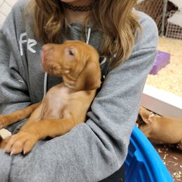 Vizsla Puppies from Bender Vizslas