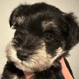 Boy 1 - Black and silver male Miniature Schnauzer puppy in Avondale, Arizona from Campos Schnauzers