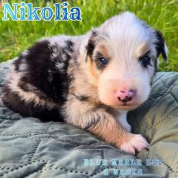 Nikolia - Blue merle male Australian Shepherd puppy in Abilene, Texas from S&K Aussies N' Rotties