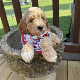 Indy - Cream male Goldendoodle puppy in Portland, Tennessee from Happy_Tails_by_TJ