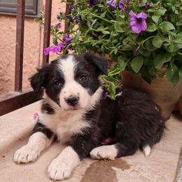 Border Collie Puppies from Twisted Biscuit Border Collies