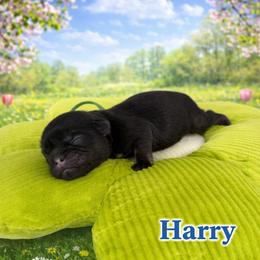 Harry - Sable male Shih Tzu puppy in Connersville, Indiana from Royal Blossom Shihtzus