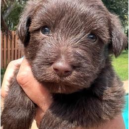 Mónica - Liver female Miniature Schnauzer puppy in Miami, Florida from Chiquiticos Shnauzers