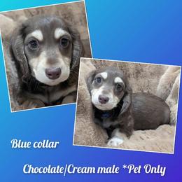 Smores - Chocolate and cream male Dachshund puppy in Ashford, Alabama from Precious Little Lap Babies